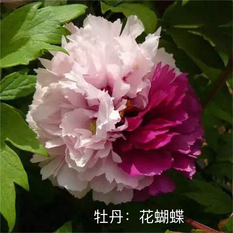 花蝴蝶牡丹鮮切花，雙色牡丹