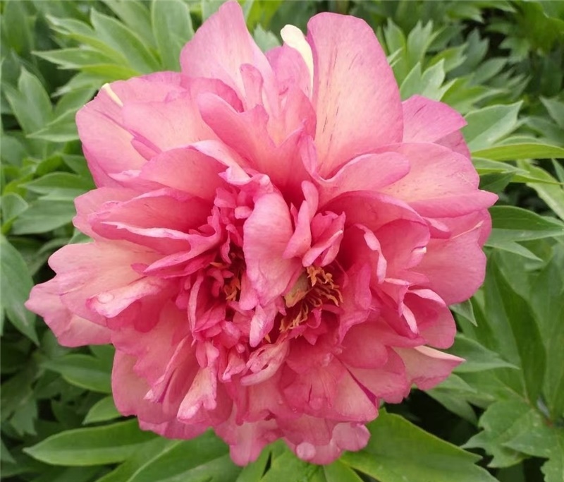 希拉里芍藥鮮切花 荷蘭進口芍藥