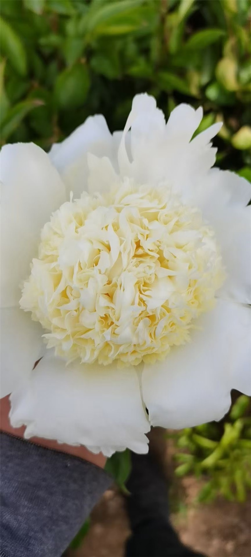 荷蘭進口芍藥鮮切花