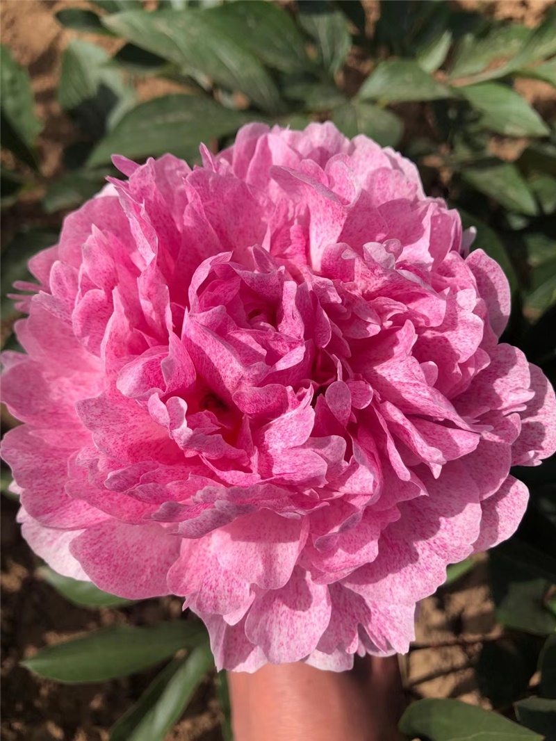 獨家記憶芍藥鮮切花 荷蘭進口芍藥