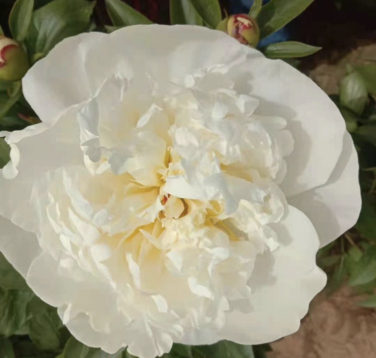 雪崩芍藥鮮切花 荷蘭進口芍藥