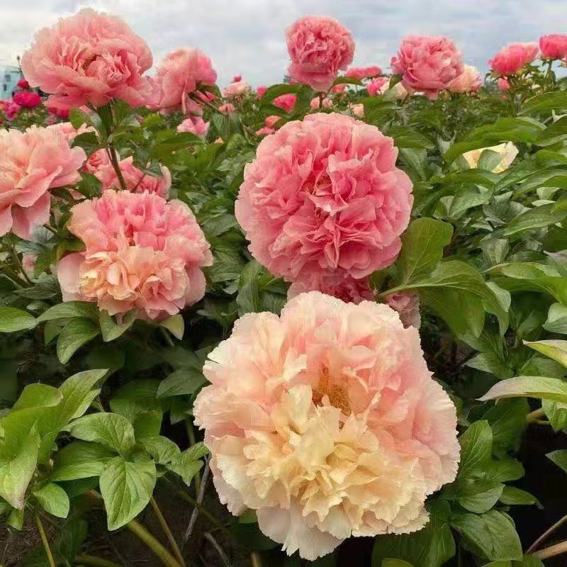 路易斯選擇進口芍藥鮮切花